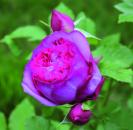 Französische Rose de Pompadour